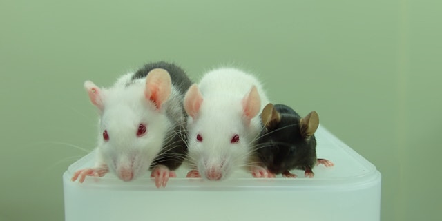 This photo shows, from left to right, a rat-mouse chimera, a rat and a mouse. The rat-mouse chimera was made by injecting mouse pluripotent stem cells into a rat embryo.