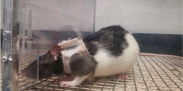 Male rats can be trained to find female rats sexier when clad in tiny jackets.