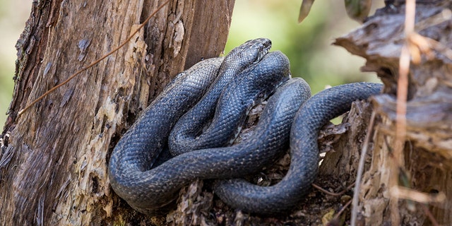 A black rat snake rests in a tree.