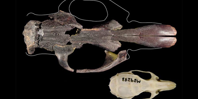 The world's largest rat, found on East Timor, would have dwarfed today’s black rat (also called a house rat). Here, the skull of a black rat (bottom) compared with a fairly complete skull of one of Timor's other extinct giant rats (top). The giant rat shown here isn't the biggest of the extinct rats, which was around 25 percent bigger again.