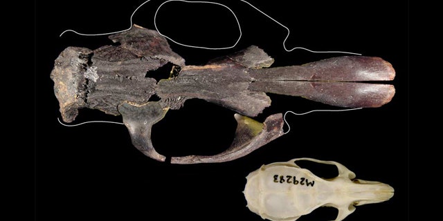 The world's largest rat, found on East Timor, would have dwarfed today’s black rat (also called a house rat). Here, the skull of a black rat (bottom) compared with a fairly complete skull of one of Timor's other extinct giant rats (top). The giant rat shown here isn't the biggest of the extinct rats, which was around 25 percent bigger again.