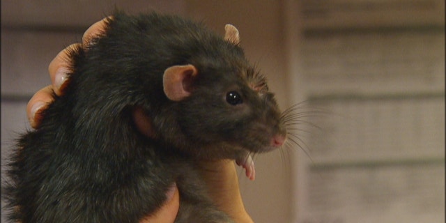 Caged animals like this rat are low maintenance and friendly which might be ideal for the elderly or those with limited mobility