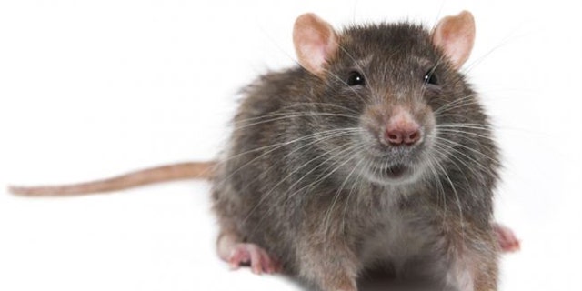 Customs claims to have found a rodent in a Chop't sandwich.