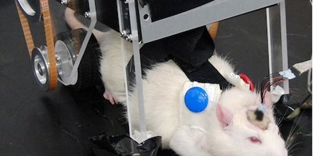 RatCar involves implanted neural electrodes that allow a rat's brain signals to control a motorized robot.