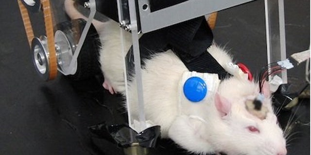 RatCar involves implanted neural electrodes that allow a rat's brain signals to control a motorized robot.