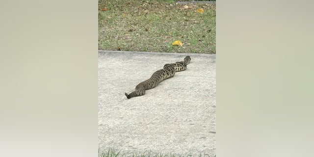 Tyson said that the rattler was slithering across a 10-foot wide golf cart path.