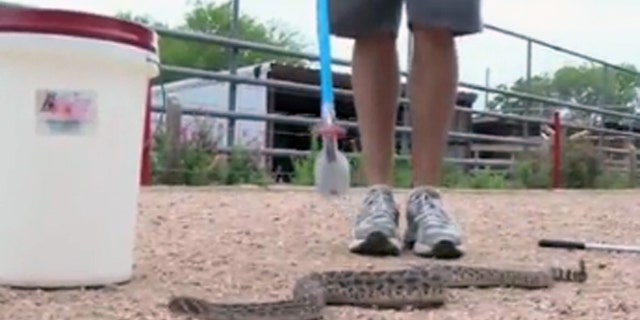 This rattlesnake was found at a New Braunfels, Texas, school bus stop.