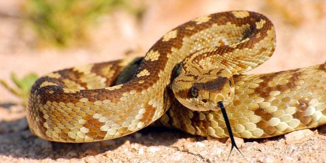 The rattlesnake, similar to the one pictured above, allegedly entered the daycare's outdoor play area.