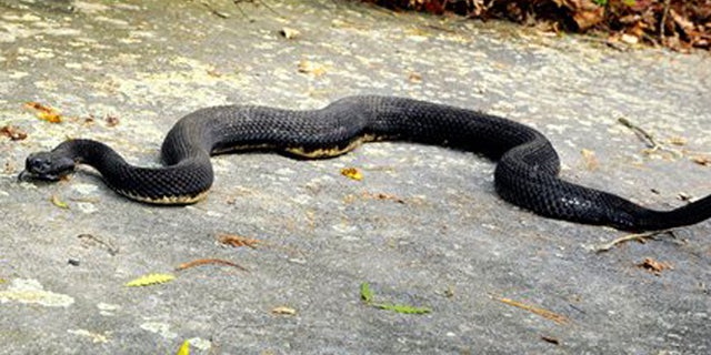 FILE-- In this Sept. 2008 handout file photograph from the Mass. Div. of Wildlife and Fisheries, a timber rattlesnake slithers across a flat rock in Western Massachusetts. A plan by the state to start a colony of venomous timber rattlesnakes on an off-limits island in Massachusetts largest drinking water supply is under fire. (Bill Byrne/The Mass. Division of Fisheries and Wildlife via AP)
