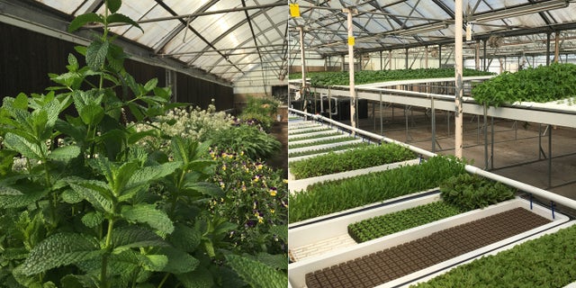 Fresh greens and herbs tended and grown by U.S. military vets at Rebel Farm in Denver, Colorado.