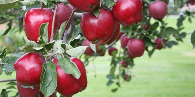 “Red Delicious has fallen from grace. I say: Fair enough,” one Pennsylvania grower said of the news.