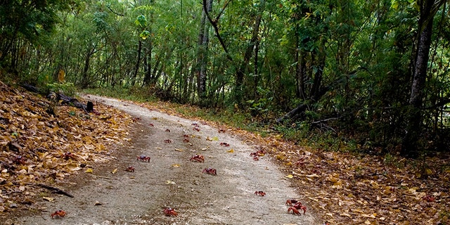 thousands of red crabs crossing the rough jeep path through the rainforest jungle of christmas island, australia