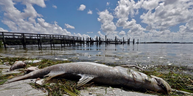 From Naples in Southwest Florida, about 135 miles north, beach communities along the Gulf coast have been plagued with red tide.