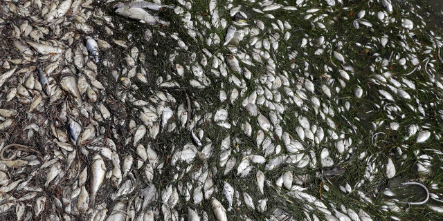 In this Monday Aug. 6, 2018 photo, dead fish are shown near a boat ramp in Bradenton Beach, Fla.