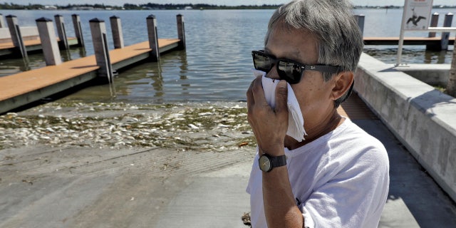 In this Monday Aug. 6, 2018 photo, Alex Kuizon covers his face as he stands near dead fish at a boat ramp in Bradenton Beach, Fla.