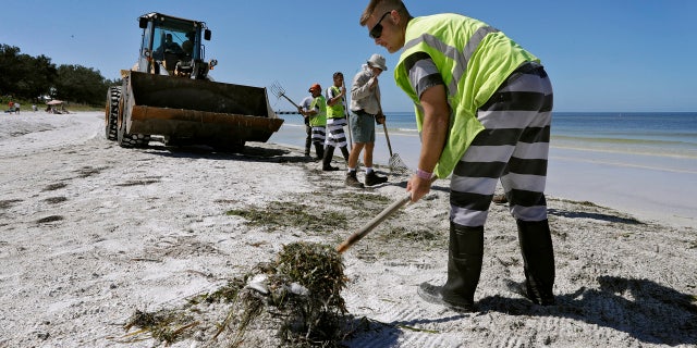 In this Monday Aug. 6, 2018 photo, work crews clean up dead fish along Coquina Beach in Bradenton Beach, Fla.