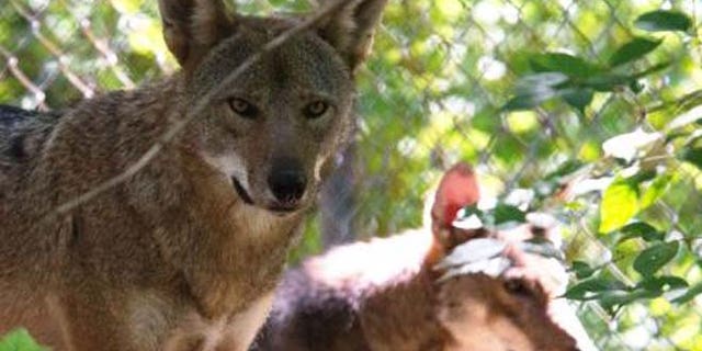 redwolf