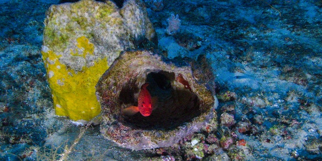 Images of the Amazon Reef taken from a submarine launched from the MY Esperanza. The Greenpeace ship is currently in the region of the Amazon river mouth, Amapá State, for the “Defend the Amazon Reef” campaign. (Greenpeace)