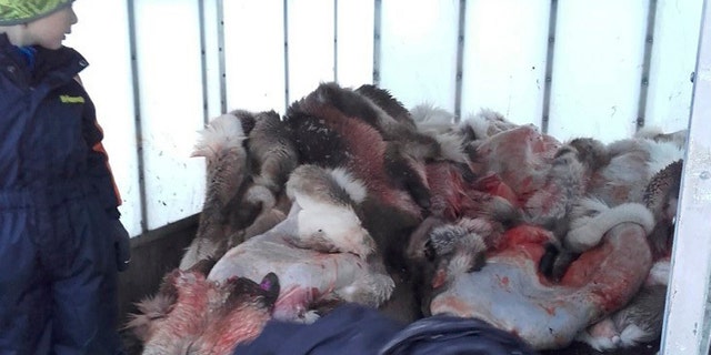 Jan. 10, 2017: A child on a truck filled with slaughtered reindeer in Henning, Norway