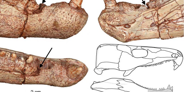 This skull reconstruction of the ancient reptile with dental disease shows the site of the abscess (arrows), where the jaw edge was destroyed by the infection, and where the teeth fell out.