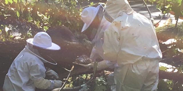 It was a “catastrophic situation for the bee colony inside," Berben said.