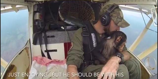 The rescued chimpanzee, Mussa, snuggled with the pilot.