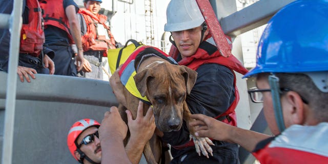 Sailors help Zeus, one of two dogs who were accompanying two mariners who were aided by the amphibious dock landing ship USS Ashland.