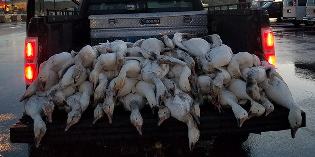 A gaggle of geese was found dead in a parking lot in Idaho Falls, Idaho, in what wildlife officials are calling a "freak accident."