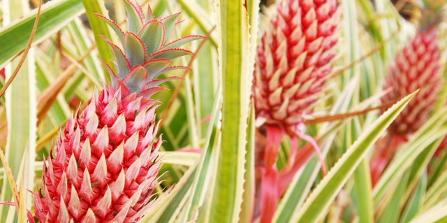 Would you eat a pink pineapple?