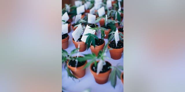 Pot plant party favors might be cute but they're not legal across the country.