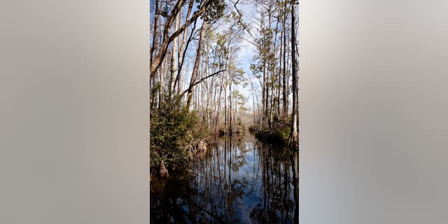 Vertical swamp landscape with a dark river curving away surrounded by trees.