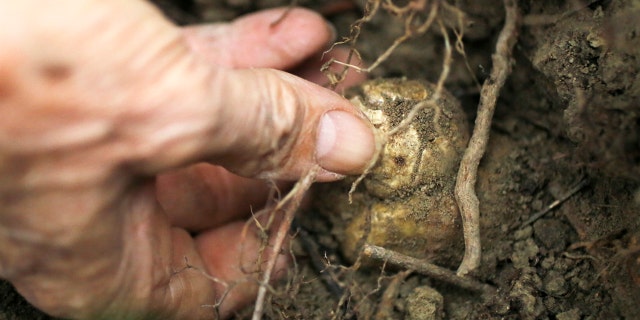 Truffle hunting near Alba in northwestern Italy. Located in the heart of the Langhe - the hilly southern area of Italy's northwestern Piedmont region - Alba is the country's capital of white truffles, a variety of the prized fungus which grows underground.