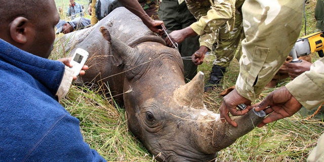 Texas hunting group offers to save endangered rhinos by auctioning off ...