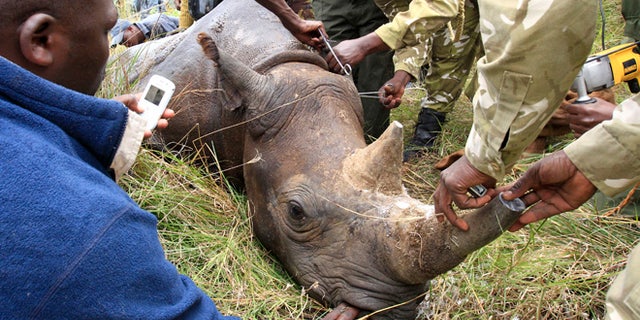 Oct. 12, 2010: Kenya Wildlife Service (KWS) wardens insert a transmitter on a tranquillised male black rhinoceros for translocation at the Lake Nakuru National park in Kenya's Rift Valley, 99 miles west of the capital Nairobi. After implanting radio transmitters into the horns to track the animals, and notching their ears, KWS is translocating 10 black rhinos to the Tsavo National Park, southeast of Nairobi, to re-establish the population.