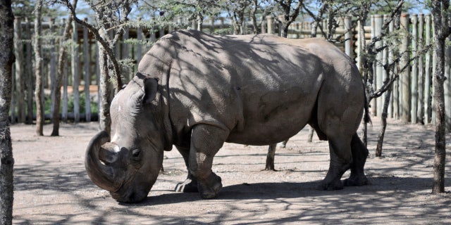 Armed rangers killed at least two poachers and recovered two sets of rhino horns.