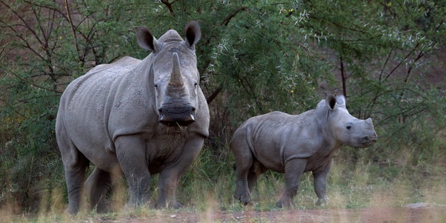 A White Rhino and her calf walk in the dusk light in Pilanesberg National Park in South Africa's North West Province.