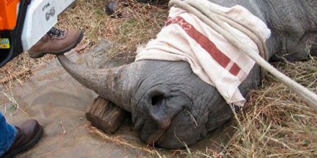 An undated evidence photograph released by the U.S. Department of Justice allegedly shows a rhino horn being sawn off with a chain saw in Cameroon. (REUTERS/U.S. Department of Justice/Handout)