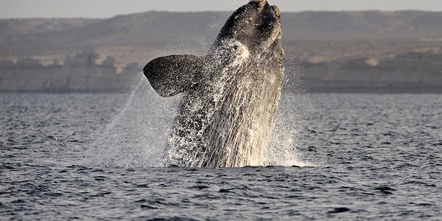 right whale 1210a