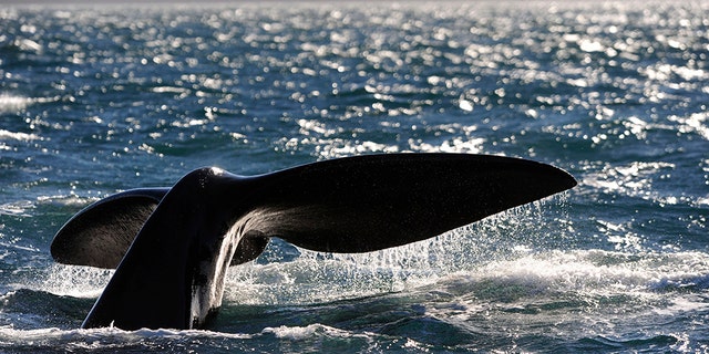 right whale 1210b