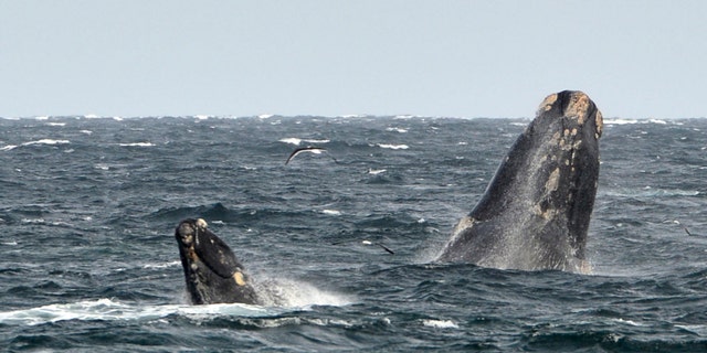 File photo: A young southern right whale (L), known in Spanish as ballena franca austral, swims in the waters of the Atlantic Sea, offshore Golfo Nuevo, next to its mother in Argentina's Patagonian village of Puerto Piramides, September 19, 2014. (REUTERS/Maxi Jonas)