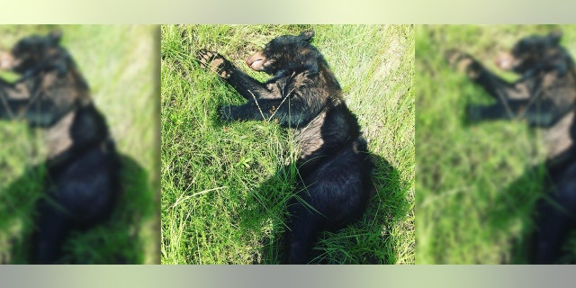 The young male bear was found dead in Warner Robins, police said.