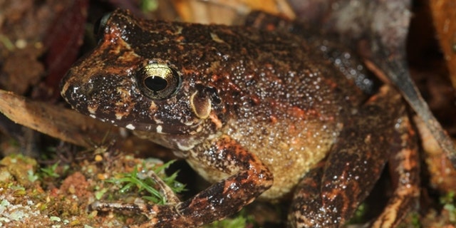 The newly discovered robber frog species in Bolivia's Madidi National Park.