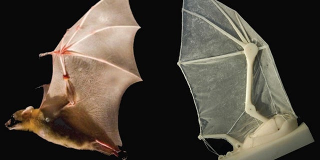 By building a robotic bat wing, scientists have uncovered flight secrets of real bats: the function of ligaments, the elasticity of skin, the structural support of musculature, skeletal flexibility, upstroke, downstroke.