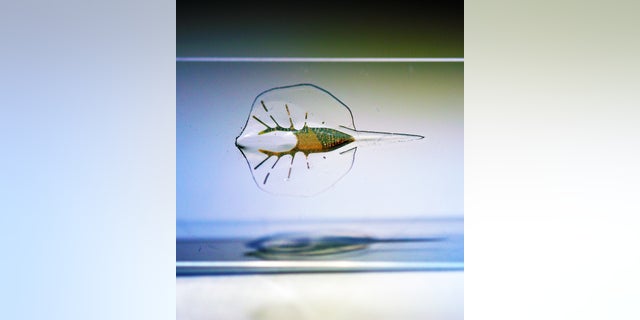 Tissue-engineered soft-robotic stingray .