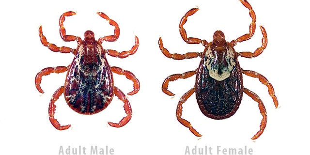 A male and female Rocky Mountain wood tick.