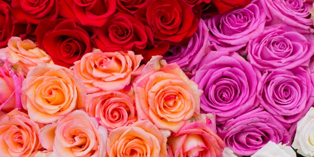 beautiful bouquet of colorful roses