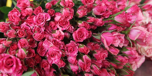 A Colombian grower selects roses for export before Valentine's Day in a farm in Facatativa January 31, 2014. REUTERS/John Vizcaino (COLOMBIA - Tags: SOCIETY ENVIRONMENT) - RTX18317
