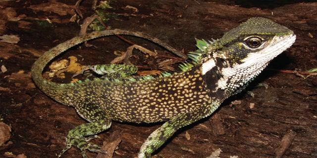 Enyalioides sophiarothschildae, one of three new woodlizard species discovered in the Andes.
