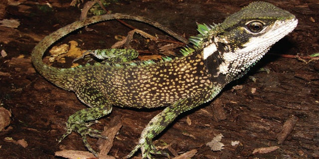 Enyalioides sophiarothschildae, one of three new woodlizard species discovered in the Andes.