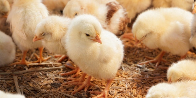 It's against the law in Illinois to dye a baby chick, among other animals.